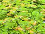 Quỳnh Nhi mỹ phẩm pumr giảm cân kẹo dứa