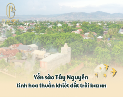yến sào tây nguyên,yến sào putanest
